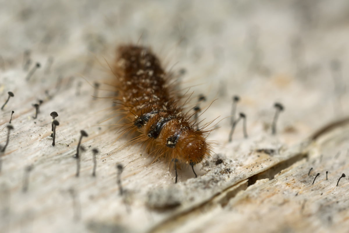 Speckkäfer Bekämpfen Mit Natürlichen Mitteln throughout Speckkäfer Larve Kleiderschrank